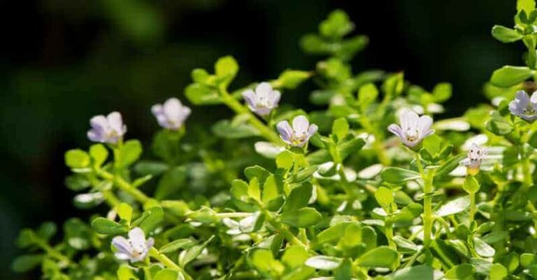 the bacopa monnieri plant - aka waterhyssop